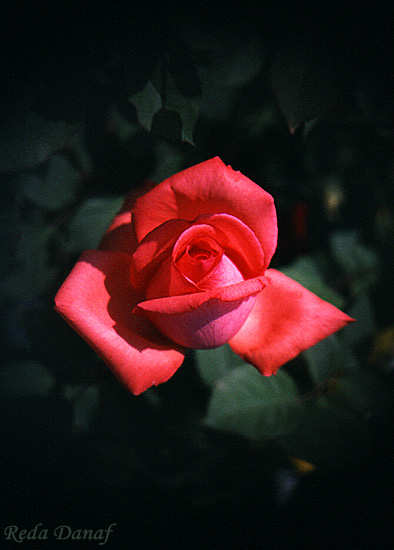 photo "Rose # 3" tags: nature, flowers