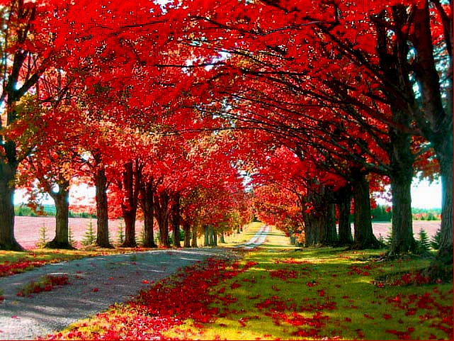 фото "Огненная дорога" метки: пейзаж, осень