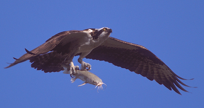 photo "Catfish Dinner" tags: nature, wild animals