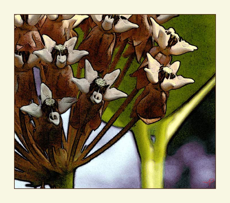 photo "asclepias siriacus" tags: nature, flowers