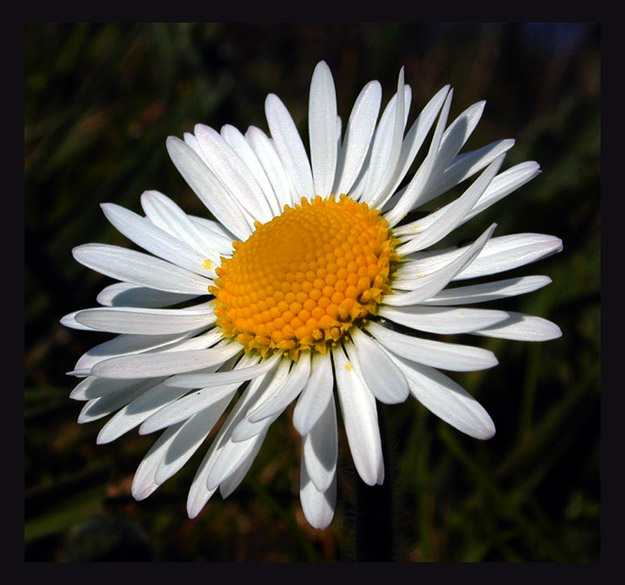 photo "Daisy" tags: macro and close-up, nature, flowers