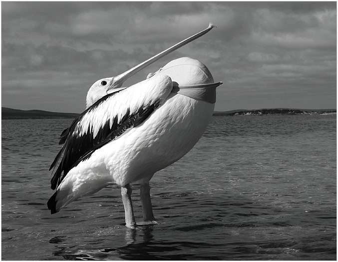 photo "Pelican Party Trick" tags: nature, travel, Australia, wild animals