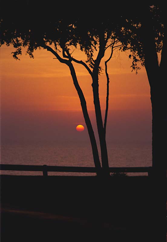 photo "Tree at Lake Michigan" tags: landscape, sunset