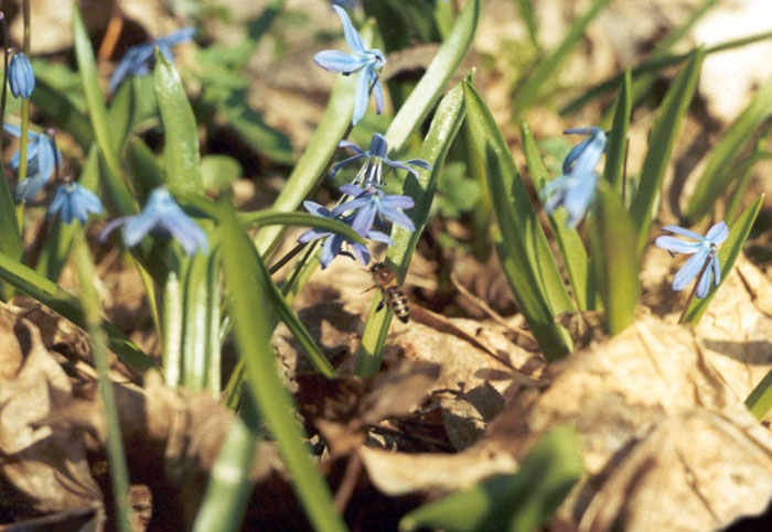 photo "Spring flowers" tags: nature, flowers, insect