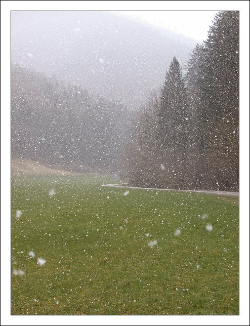 photo "It`s snowing hard..." tags: landscape, spring