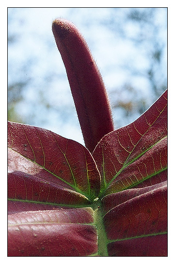 фото "Из жизни растений" метки: макро и крупный план, природа, цветы