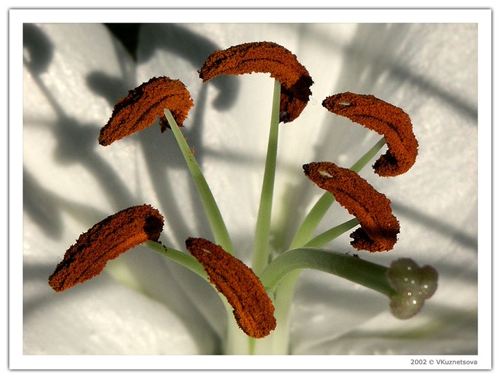 photo "Something about pistils and stamens - lesson 3" tags: macro and close-up, nature, flowers