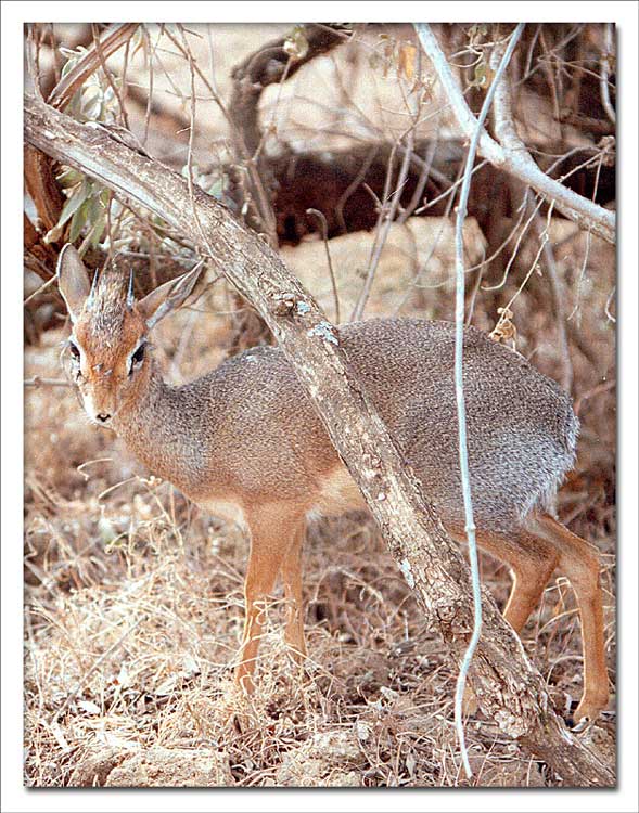 фото "Dik-dik (small deer)" метки: природа, путешествия, Африка, дикие животные