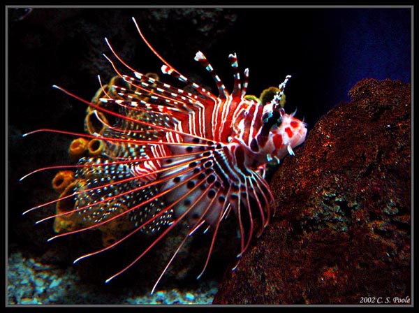 фото "Aquatic ornament" метки: разное, 