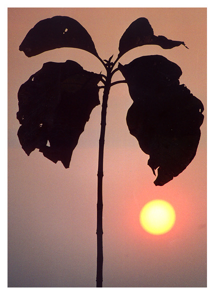 photo "Sun drawing #4" tags: landscape, sunset