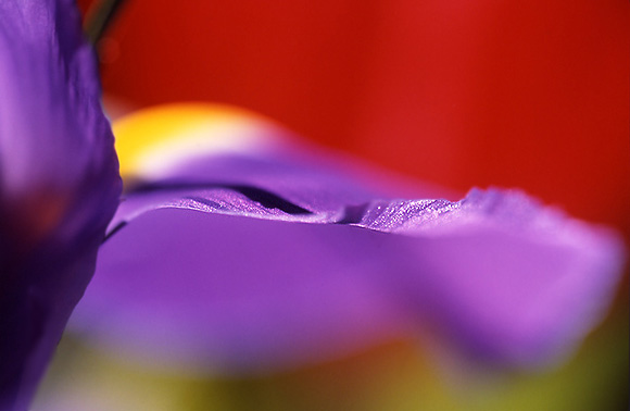 photo "wave" tags: macro and close-up, abstract, 