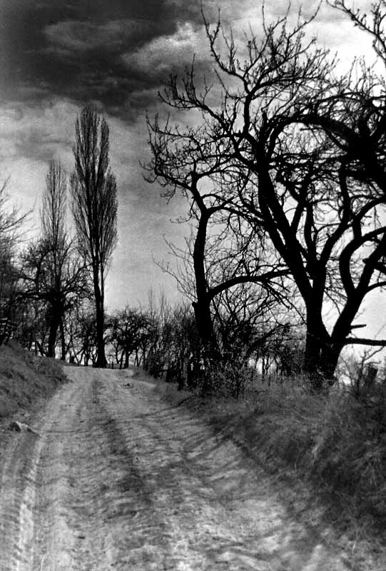фото "Forest Road" метки: разное, 