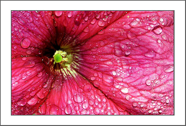 photo "Lady" tags: macro and close-up, nature, flowers