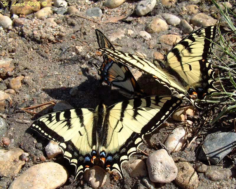 photo "Swallowtails in sun" tags: macro and close-up, nature, insect