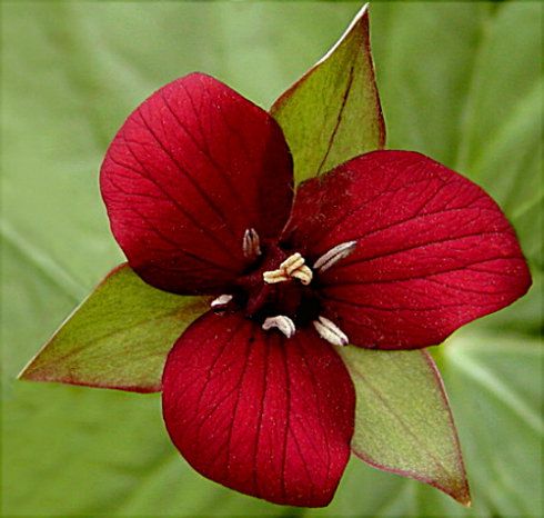 photo "Burgundy Trillium...Virginia Creeper Trail" tags: macro and close-up, nature, flowers