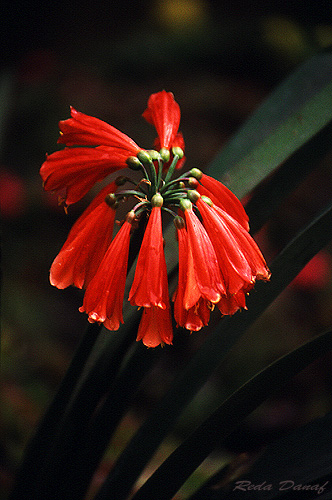 photo "Red Bells" tags: nature, flowers