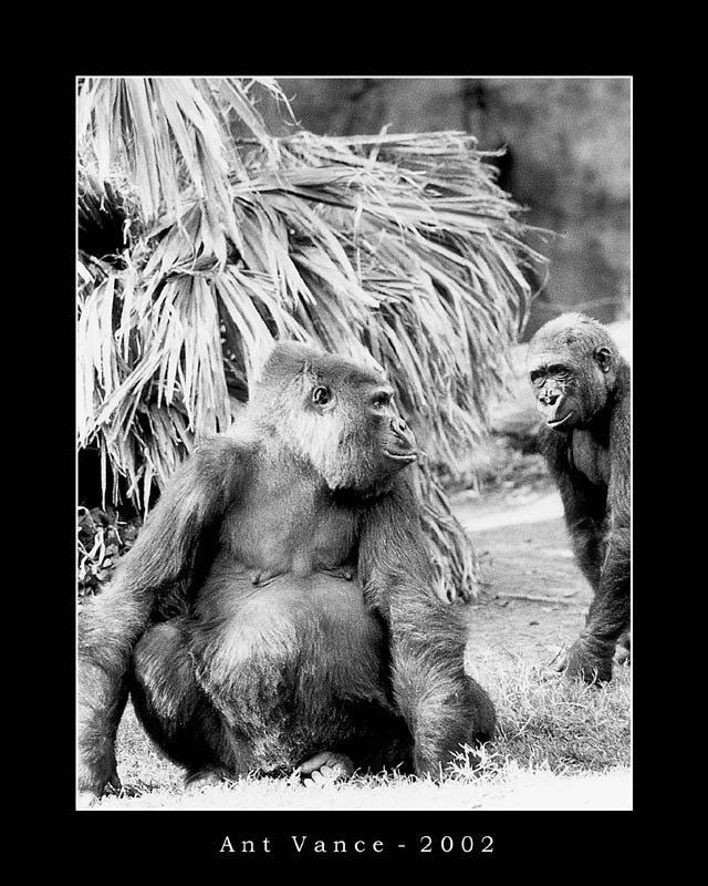 фото "Gorillas" метки: природа, дикие животные