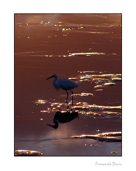 фото "In the brightness" метки: пейзаж, природа, вода, дикие животные