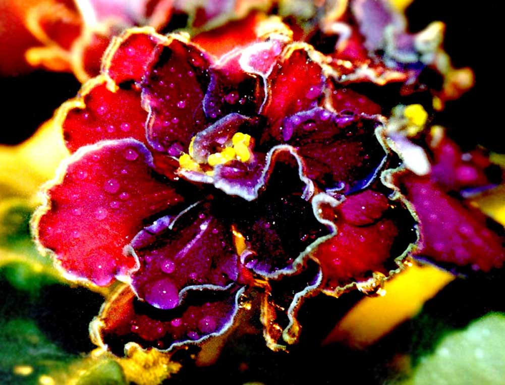 photo "Carnival" tags: macro and close-up, nature, flowers