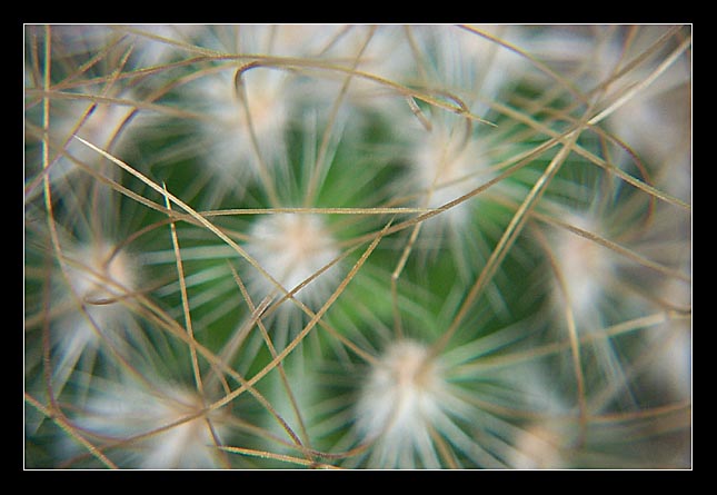 photo "spines" tags: macro and close-up, nature, flowers