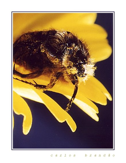 фото "beetle (II)" метки: макро и крупный план, 