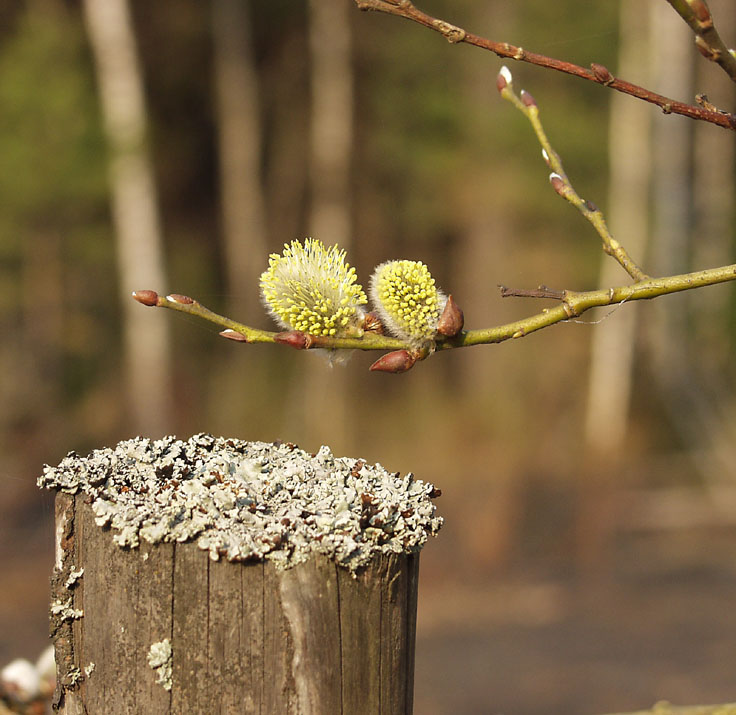 photo "Spring, stub, flowers" tags: macro and close-up, 