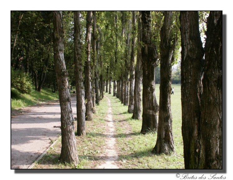 photo "The path of trees" tags: misc., landscape, forest