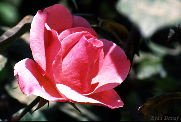 photo "Rose # 4" tags: nature, flowers