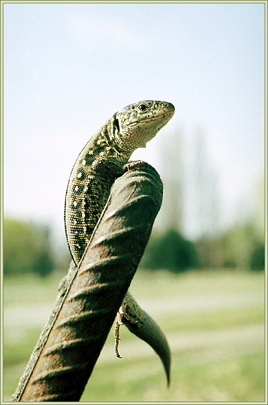 photo "Not ZOO" tags: nature, wild animals