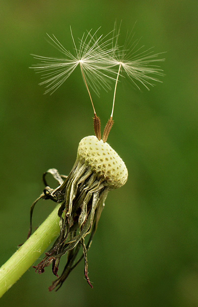 photo "Ballerinas" tags: macro and close-up, nature, flowers