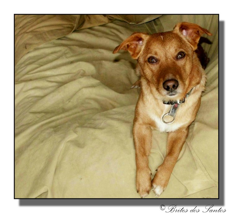 photo "My little dog "Cocas"" tags: nature, pets/farm animals
