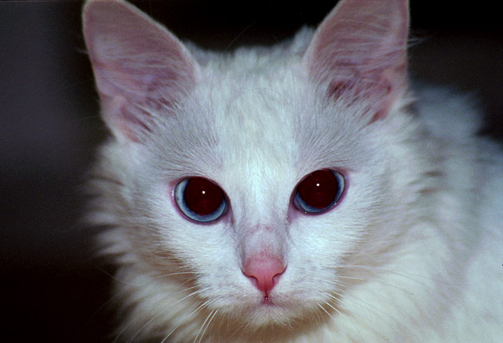 photo "A cat`s stare" tags: nature, portrait, pets/farm animals