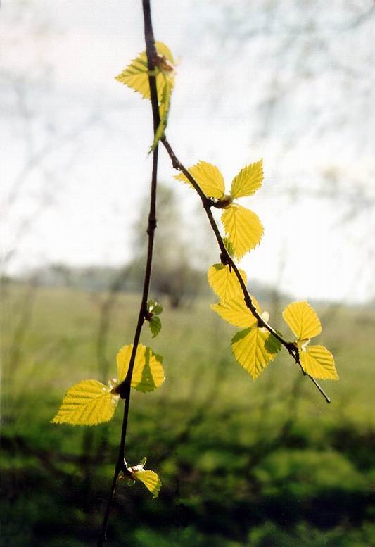 photo "April" tags: landscape, nature, flowers, spring