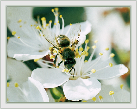 photo "The moment before takeoff" tags: nature, macro and close-up, insect
