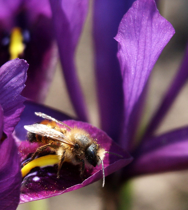 фото "лиловая пчела" метки: природа, макро и крупный план, насекомое