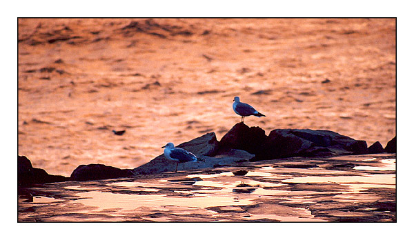 фото "Contemplation" метки: пейзаж, природа, вода, дикие животные