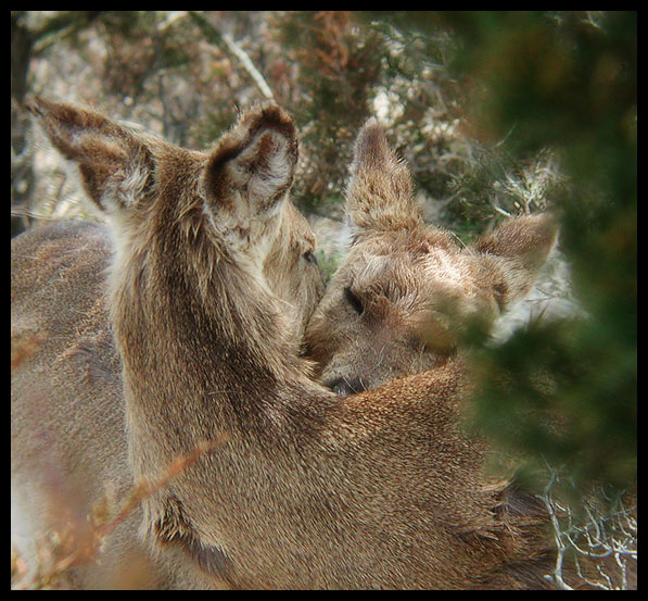 photo "The Kiss (2)" tags: nature, wild animals