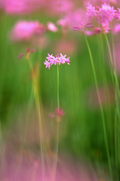 photo "Pink & Green" tags: nature, flowers