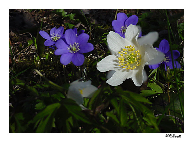 photo "Hepatica nobilis Schreber" tags: landscape, forest, spring