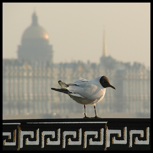 photo "City birds - Gull" tags: nature, architecture, landscape, 