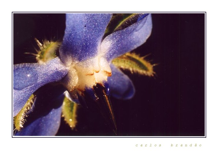фото "black & blue" метки: макро и крупный план, 