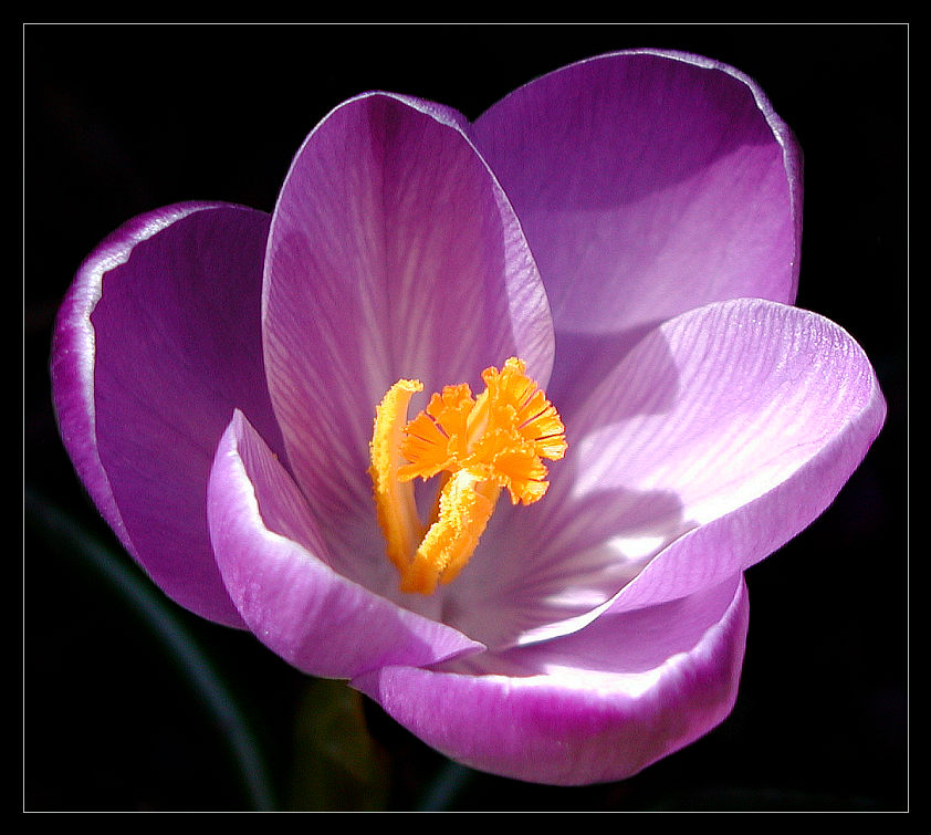 photo "Crocus" tags: nature, macro and close-up, flowers