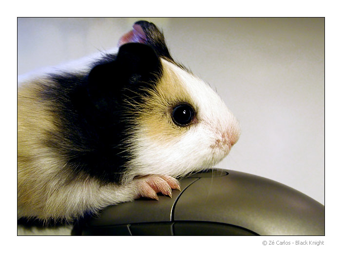 photo "Without Wires..." tags: nature, humor, pets/farm animals