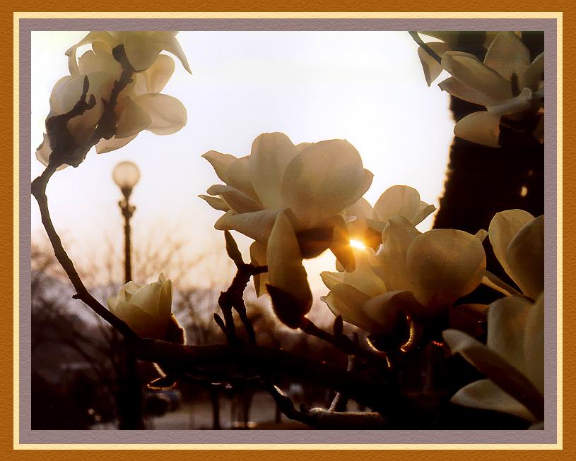 фото "Монгнён 2" метки: пейзаж, природа, весна, цветы