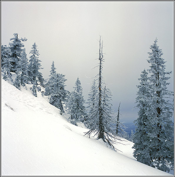 photo "Christmas tree." tags: landscape, mountains, winter