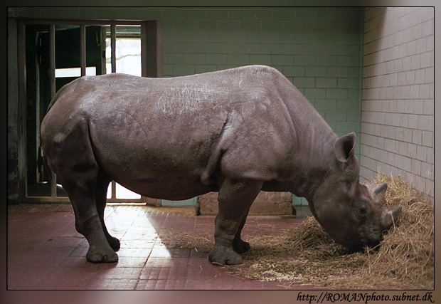 photo "The story about huge Rhino and fearless me :)" tags: nature, travel, wild animals