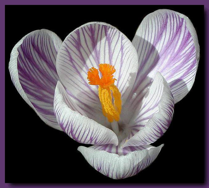 фото "Crocus (#2)" метки: природа, макро и крупный план, цветы