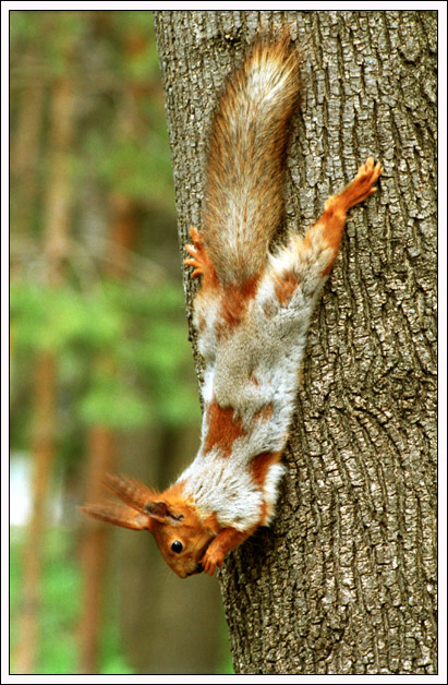 photo "The squirrel spring" tags: nature, wild animals