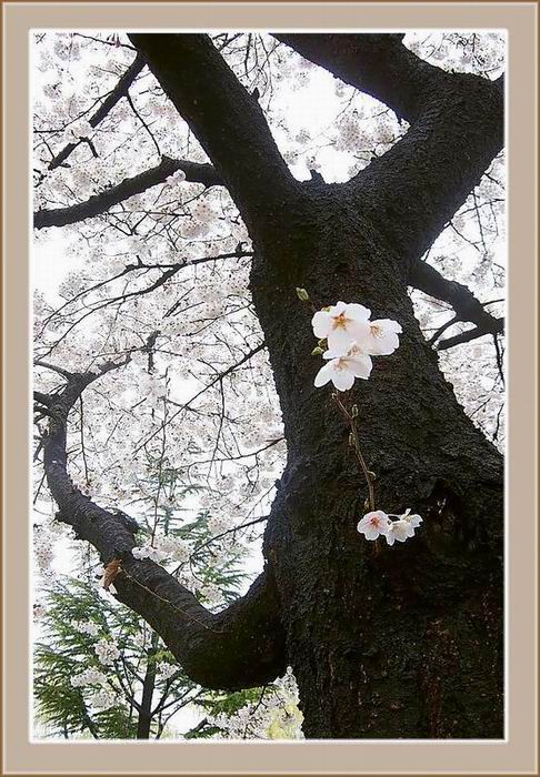 photo "Maehwa 1" tags: nature, landscape, flowers, spring