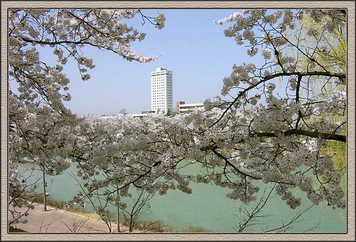фото "Весна в Ёнгнам" метки: пейзаж, путешествия, Азия, весна